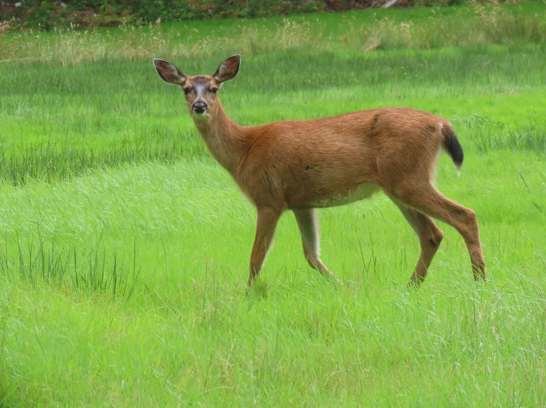 Haida House at Tllaal主图