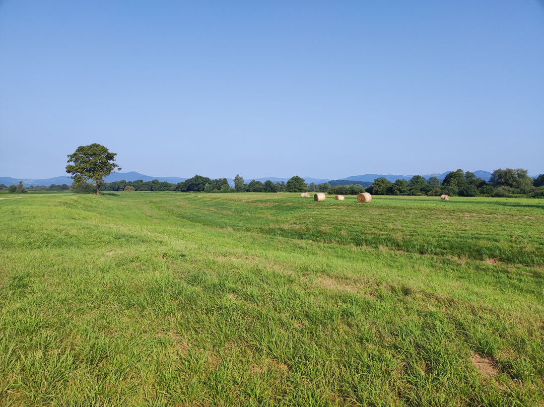 The Former Ljubljanica River Bed-Preserje必去景点