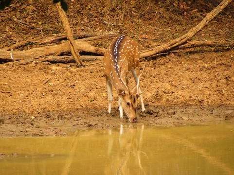 Yala Safari Team-蒂瑟默哈拉默必去景点