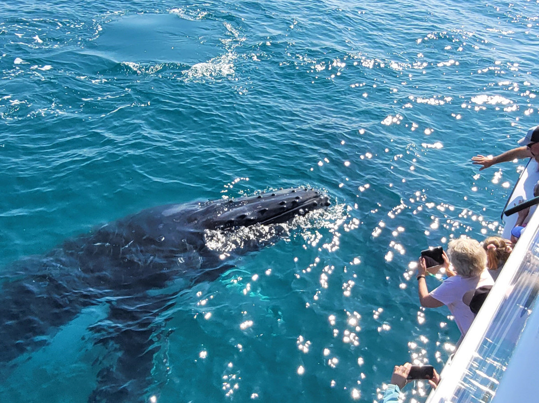 Whalesong Cruises景点图片