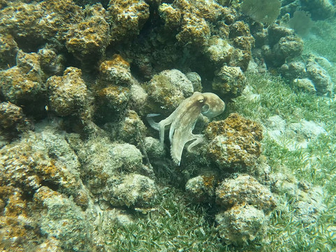 Aqua Adventures | Snorkeling & Boat Tours in Fajardo PR-法哈多必去景点