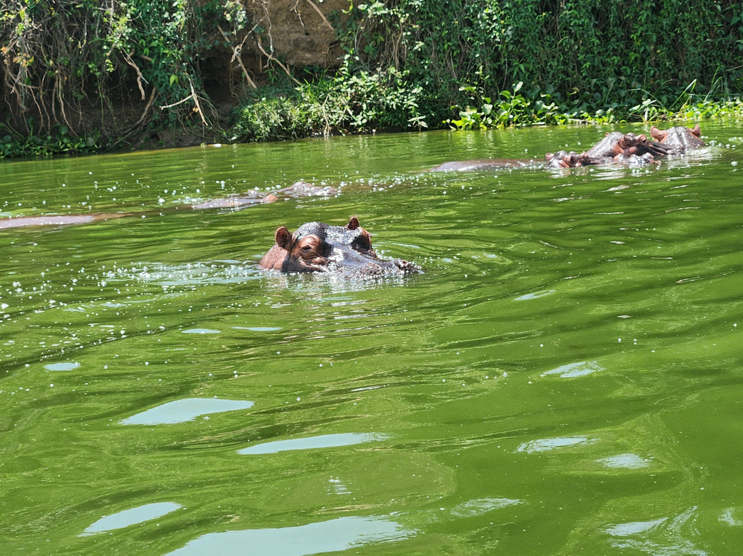 Virunga Gorilla Tours and Eco Safaris-Kisoro必去景点