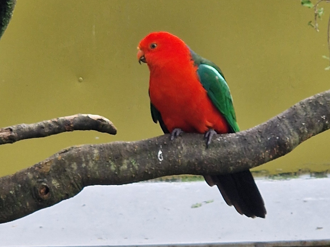 Brooklands Zoo-新普利默斯必去景点