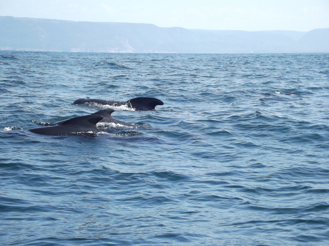 Captain Zodiac Whale Cruise-Cheticamp必去景点