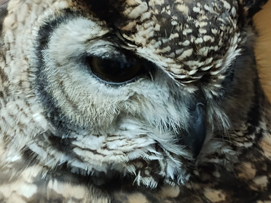 Imperial Bird of Prey Academy景点图片
