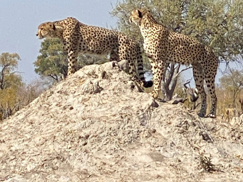 Ride Zimbabwe-布拉瓦约必去景点