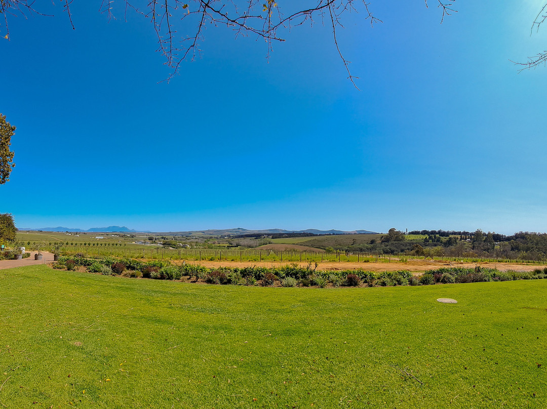 Alto Wine Estate-斯泰伦博斯必去景点