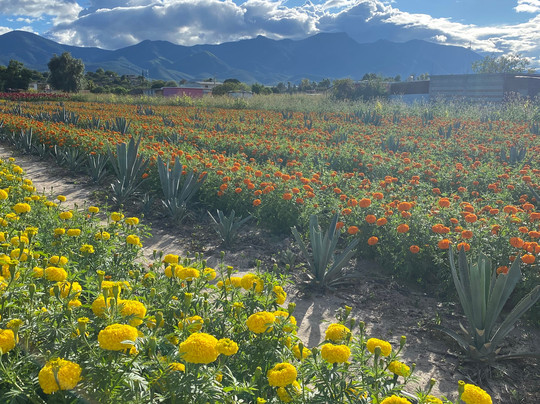 Coyote Aventuras-瓦哈卡必去景点