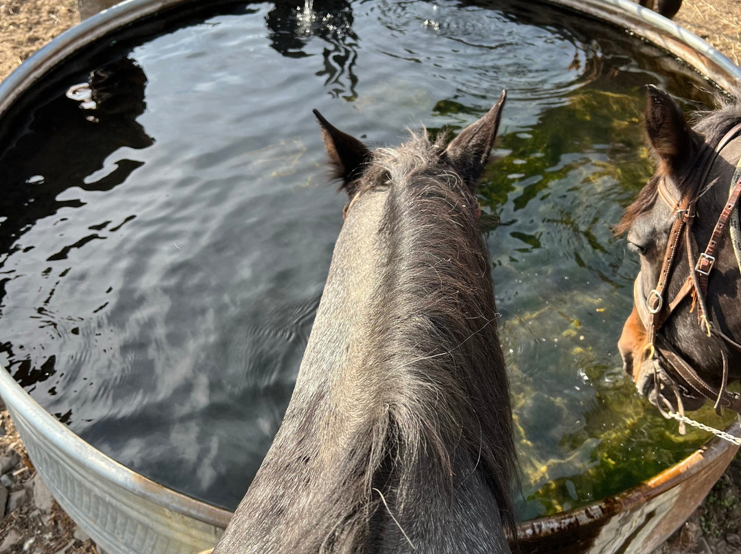 Wilson Ranches Retreat Bed & Breakfast主图