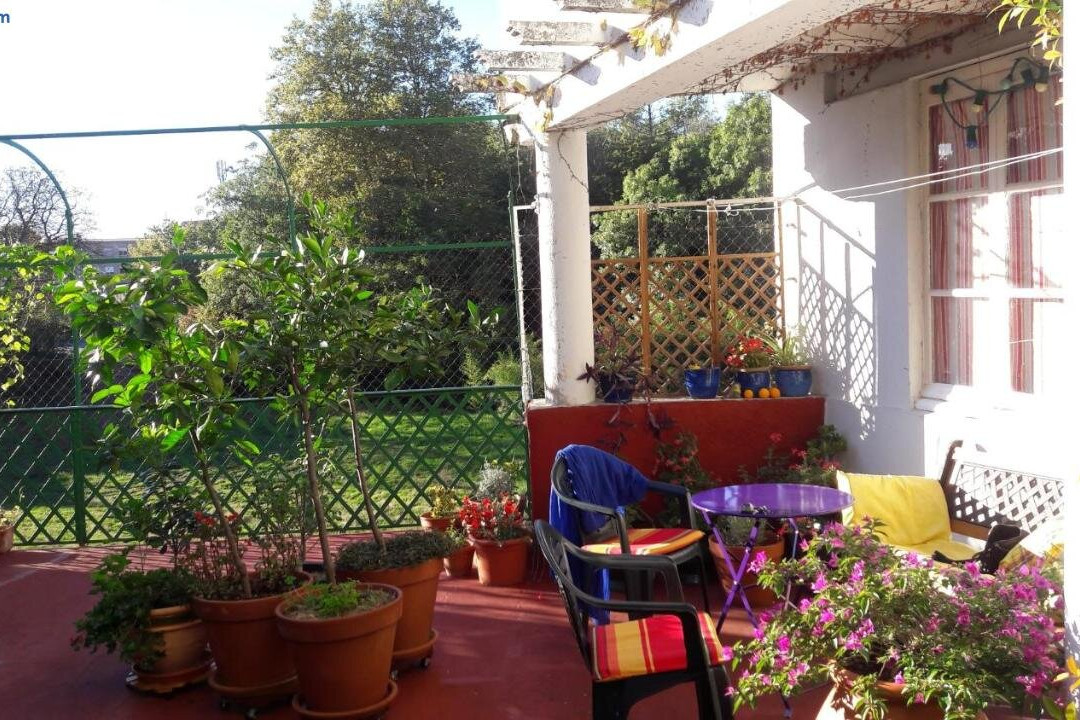 Les Camelias