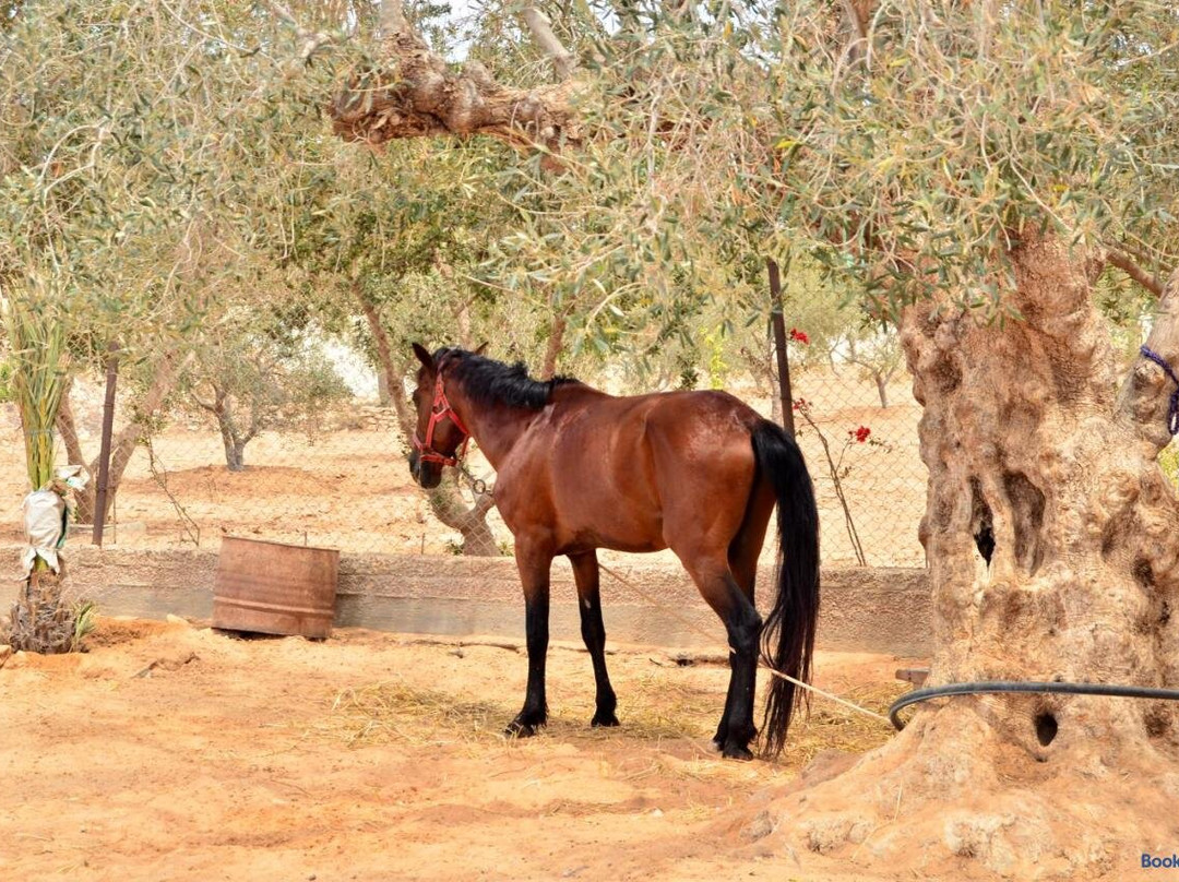 Ranch Tanit Djerba