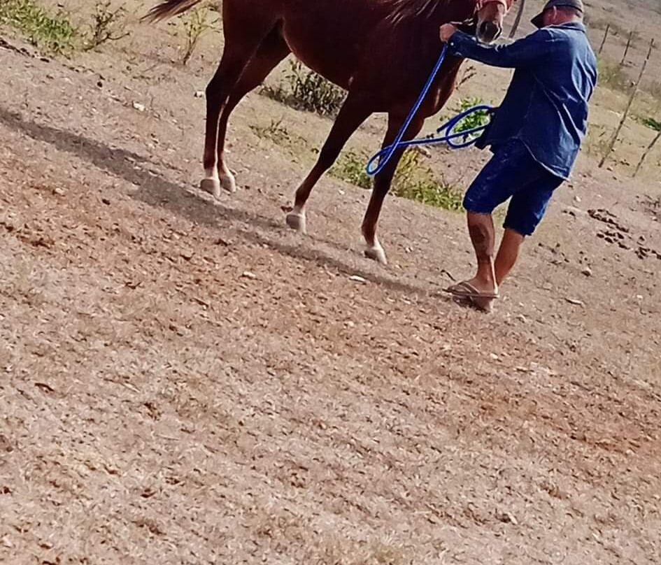 Hidalgo Horses Aventuras景点图片