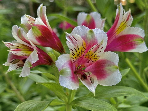 The Gardens of the World-千橡市必去景点
