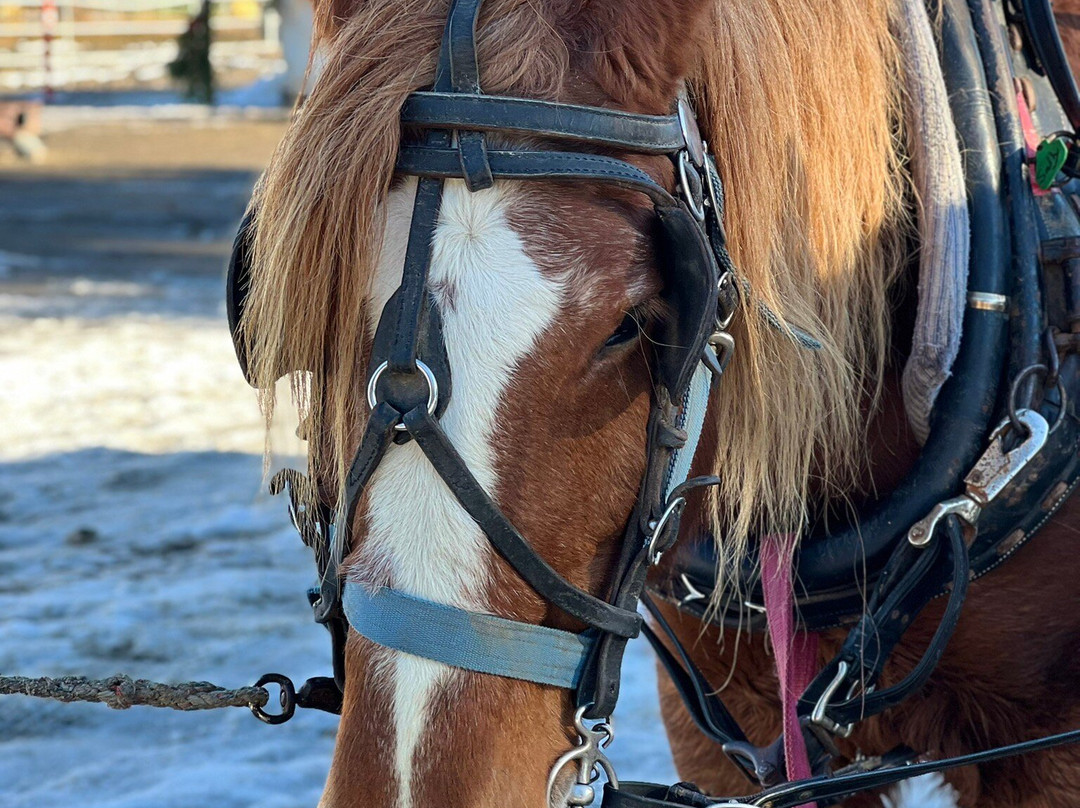 Icicle Outfitters Winter Sleigh Ride景点图片