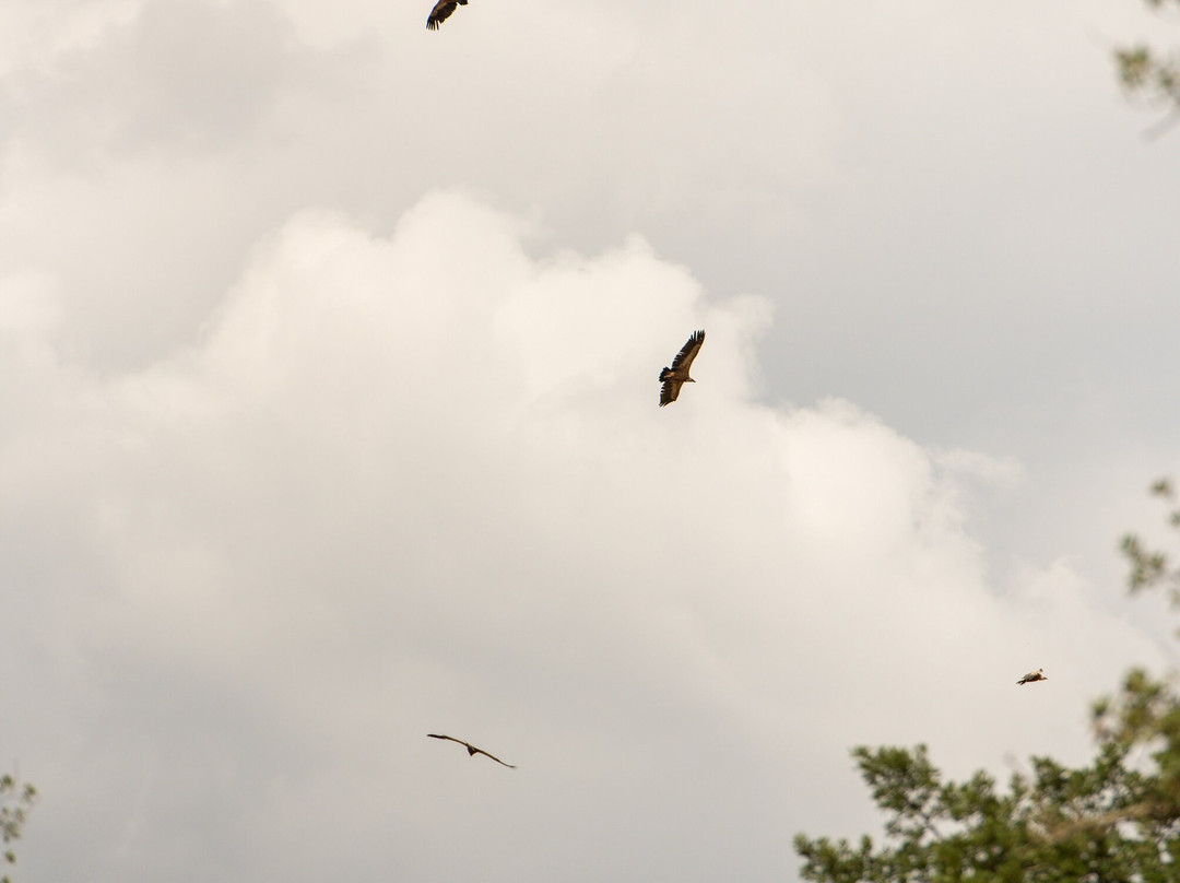 Rewilding Portugal - Touristic Experiences-Pinhel必去景点