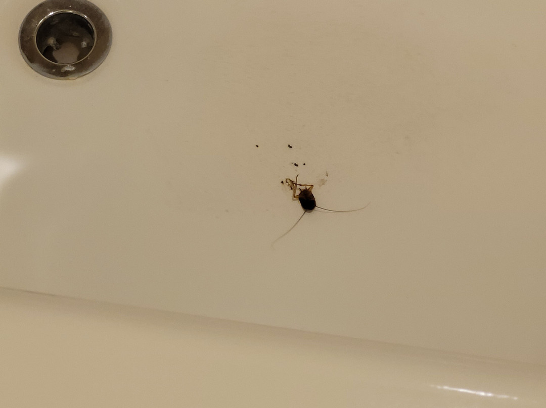 Comfort Suites Harvey - New Orleans West主图