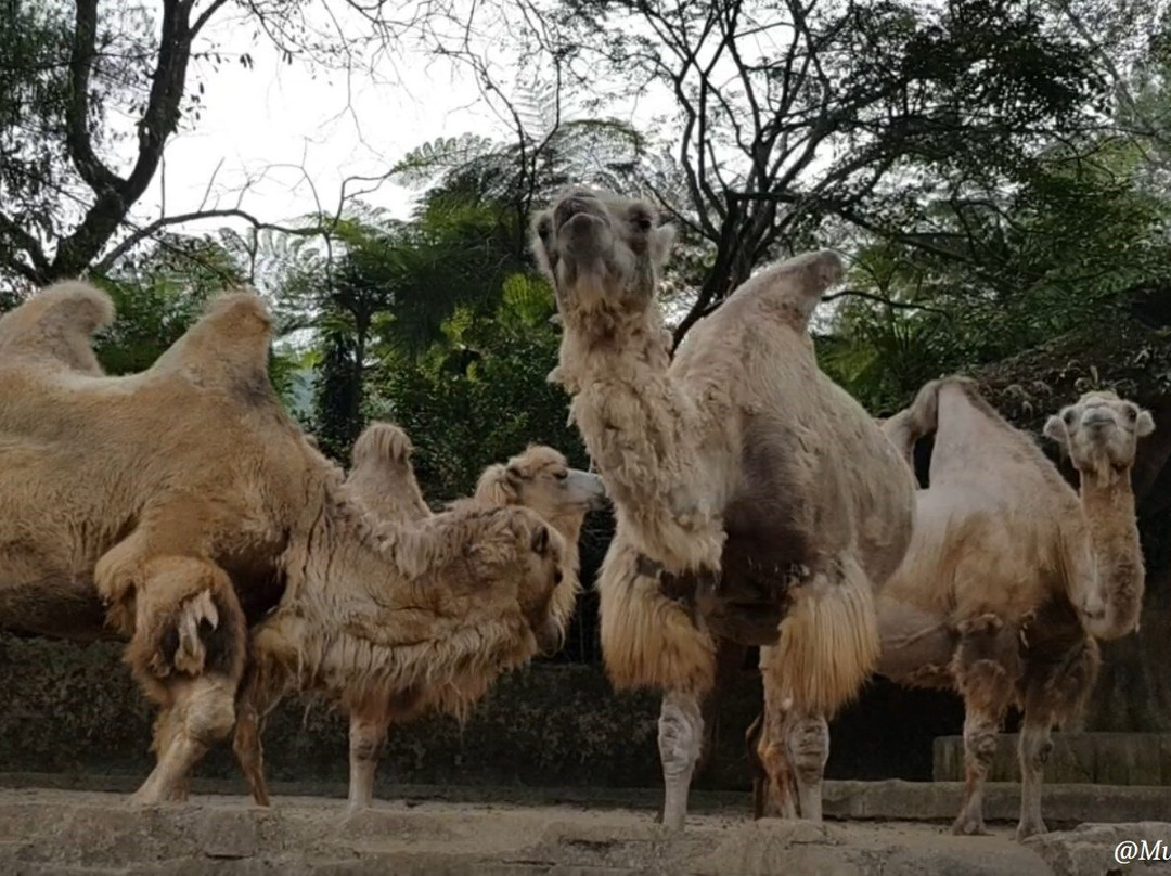 Taman Safari Indonesia Bogor-Cisarua必去景点