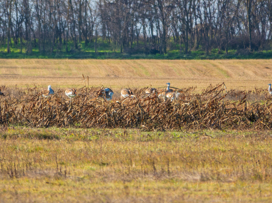 Hungarianbirdwatching.com Day Tours-布达佩斯必去景点