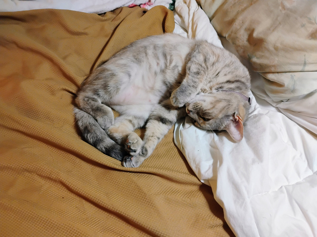 Econo Lodge North主图