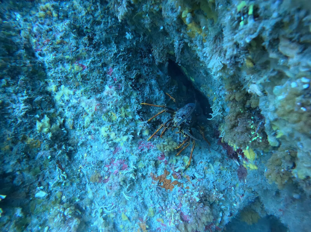 Daves' Diving Kaikoura景点图片