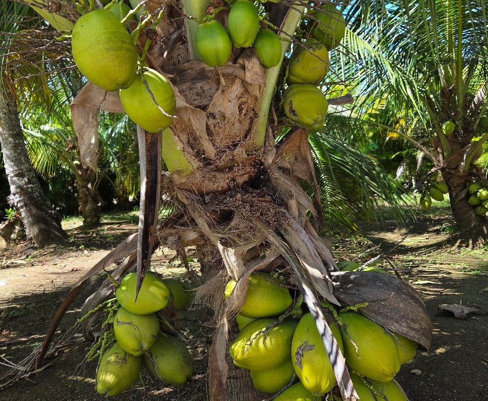 Evolution Adventure Park-蓬塔卡纳必去景点