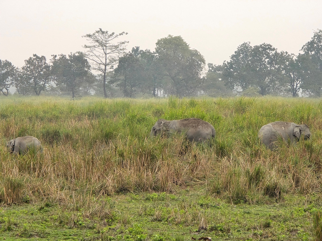 Kaziranga National Park景点图片