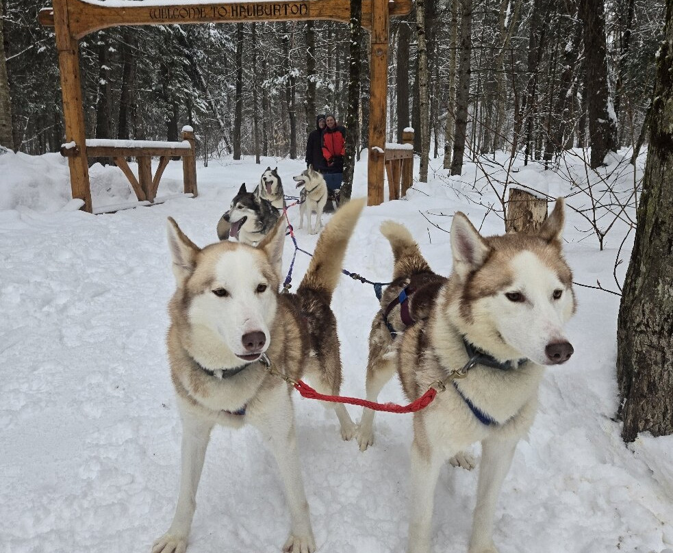 Winterdance Dogsled Tours景点图片