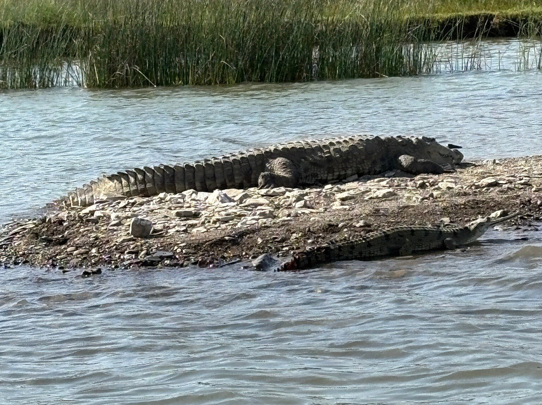 National Chambal Sanctuary景点图片