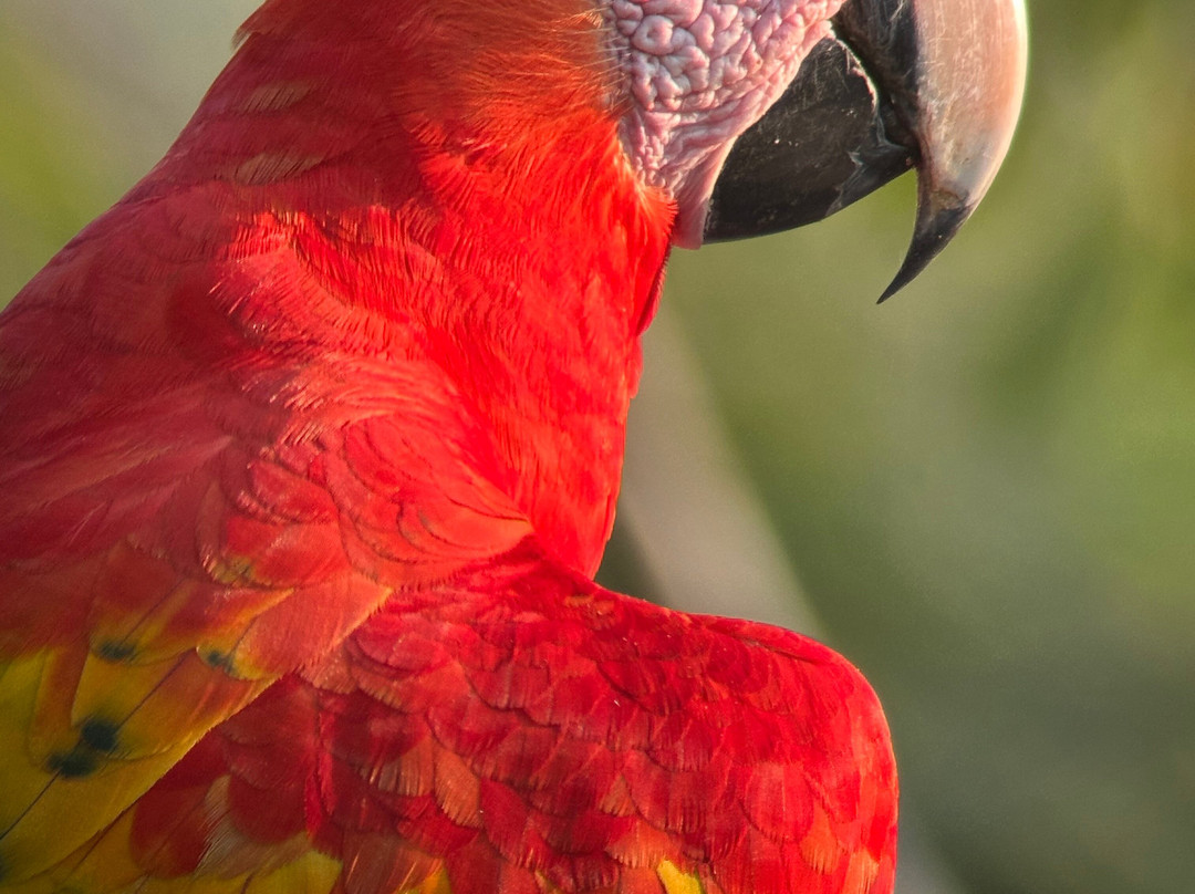Macaw Recovery Network景点图片