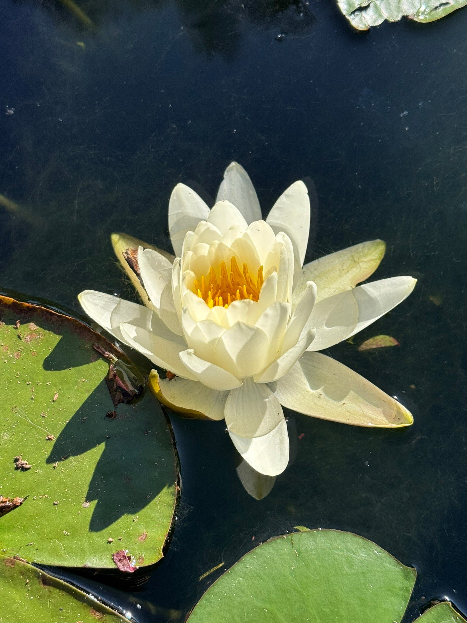 Hotel & Restaurante Passarim-官方