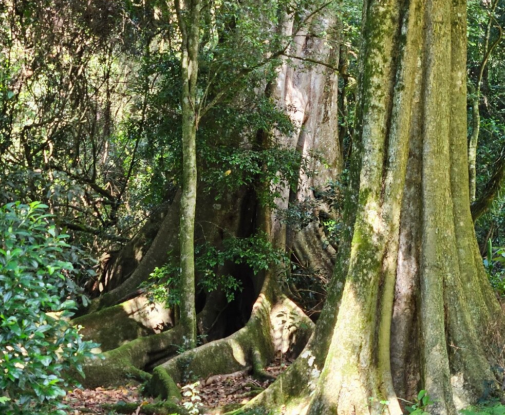 Bunya Mountains National Park景点图片