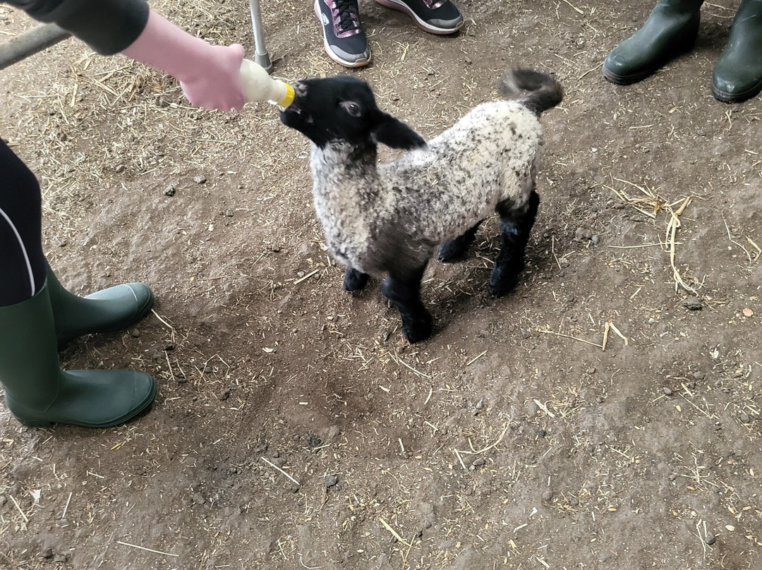 Kilmacolm Farm Tours-Cairncurran必去景点