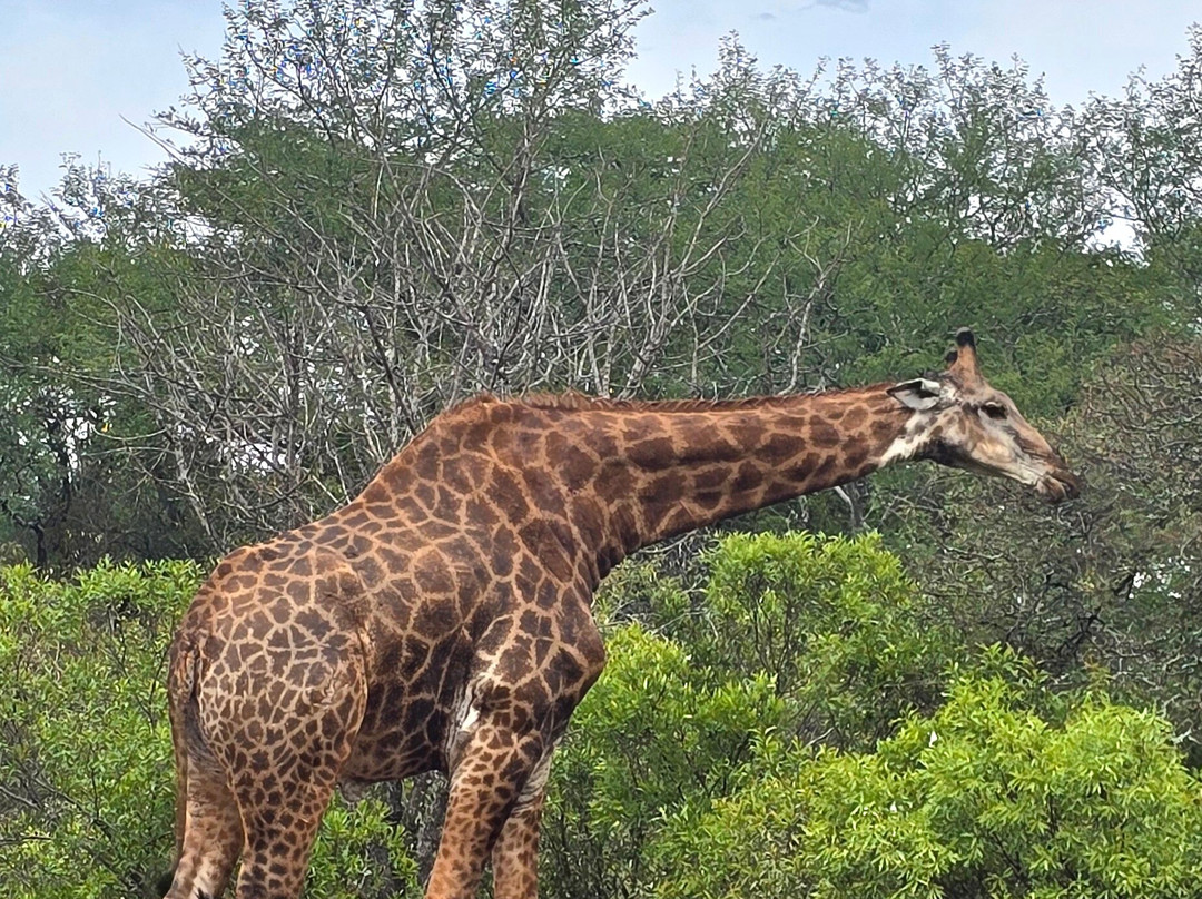 Lionspruit Game Reserve-玛洛斯帕克必去景点