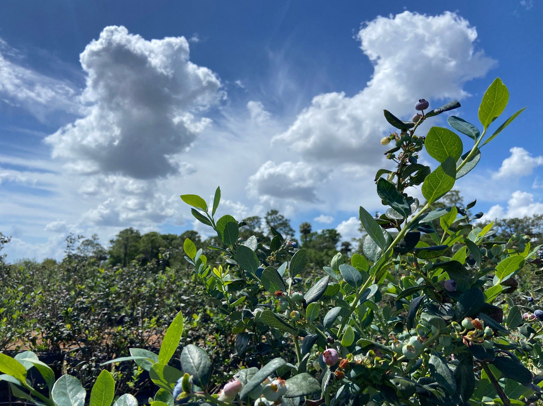 Blueberry Bunch Farm-LaBelle必去景点