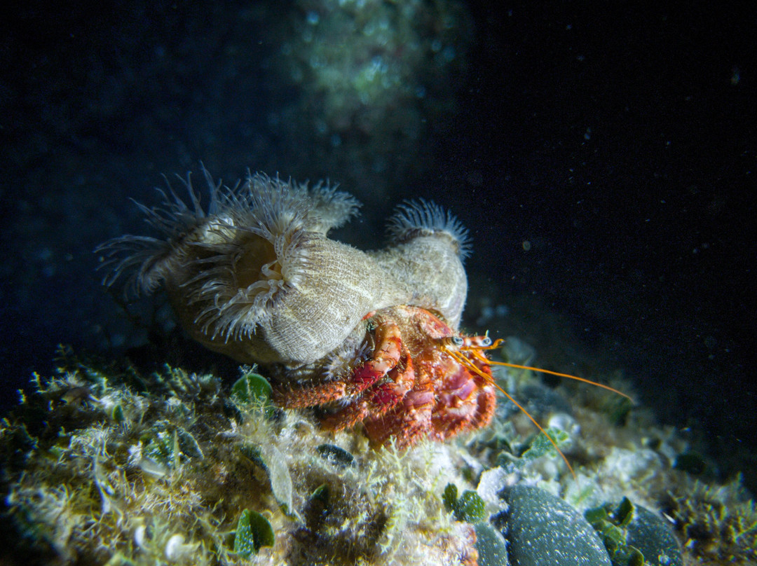 SEA STAR diving resort景点图片