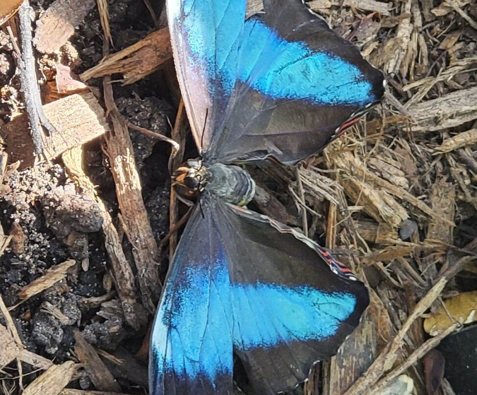 克莱尔蝴蝶中心-休斯顿必去景点
