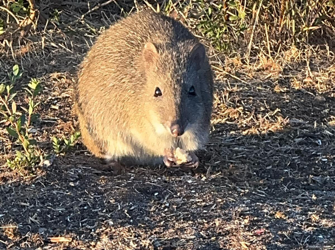 French Island Eco Inn主图