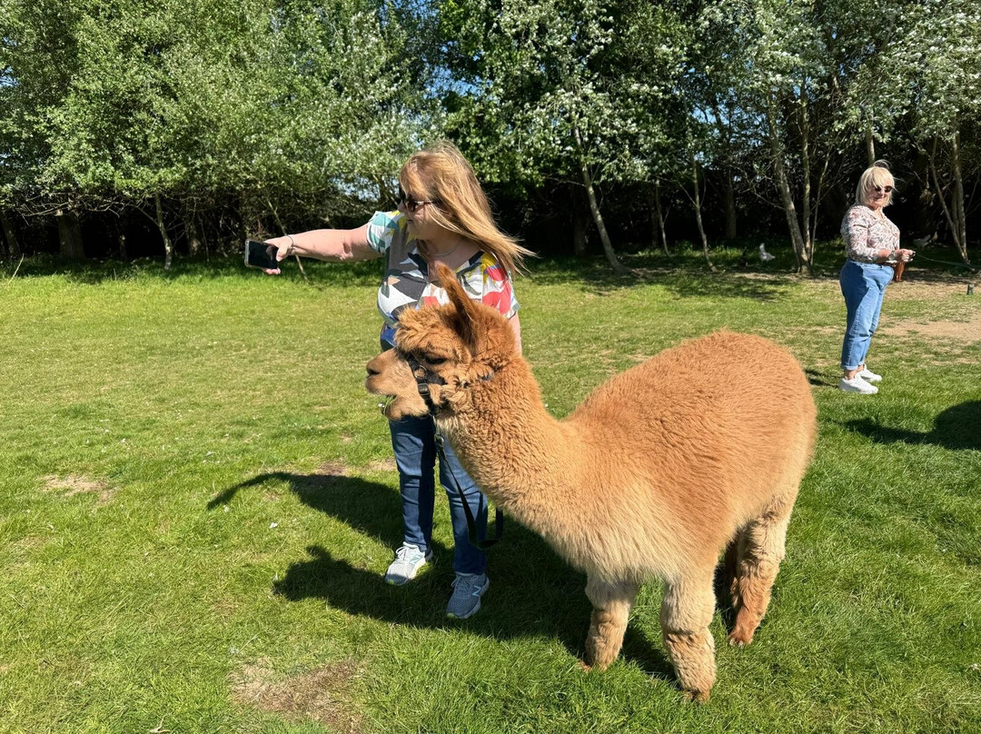 Butterwick Alpaca Retreat and Trekking-马尔顿必去景点