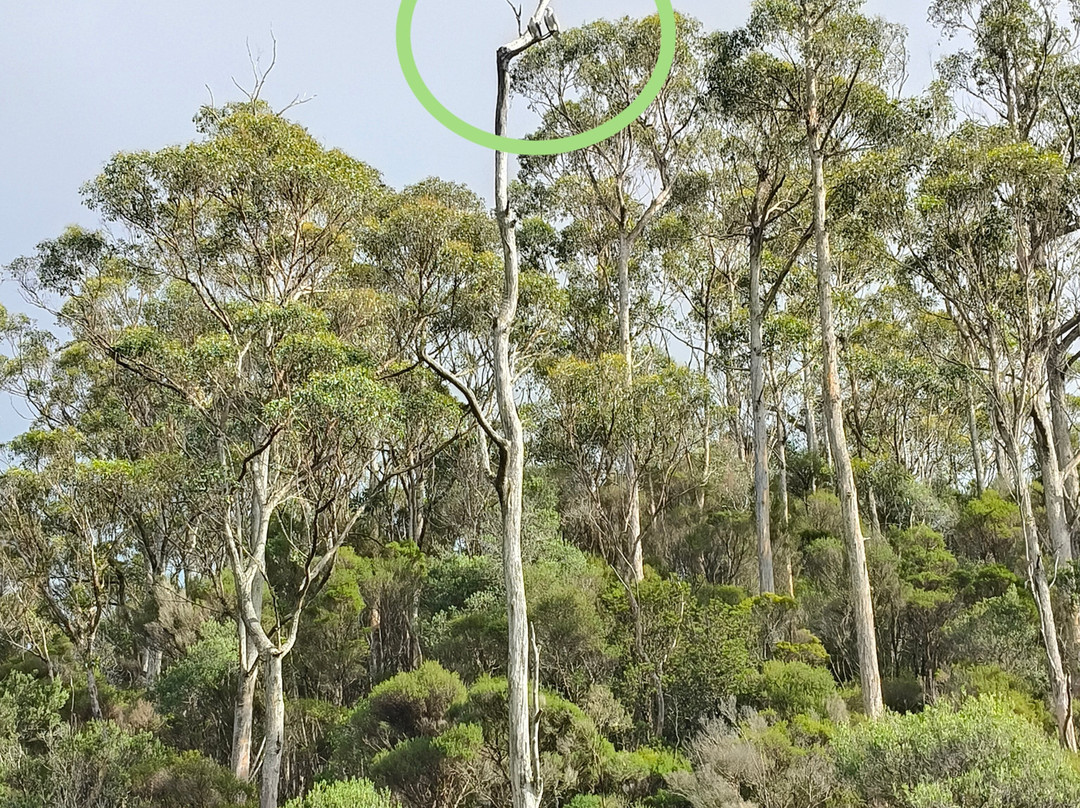 Arthur River Cruises-Arthur River必去景点