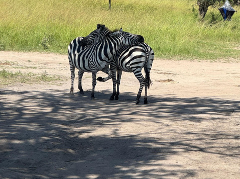 Expedite Wildlife Tours-坎帕拉必去景点