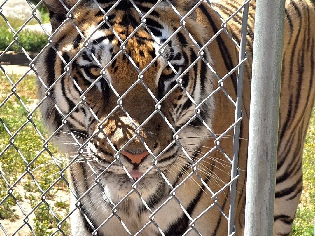 Lions, Tigers & Bears-Alpine必去景点