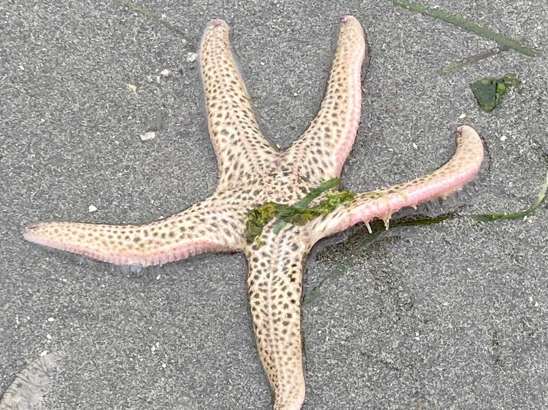 Purdy Sand Spit County Park