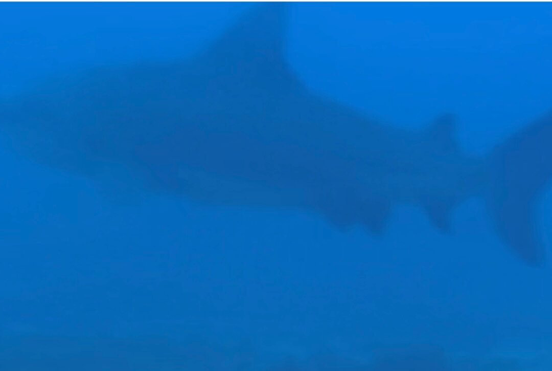 SCUBA Diving at Summer Salt Dive Center-Playas del Coco必去景点