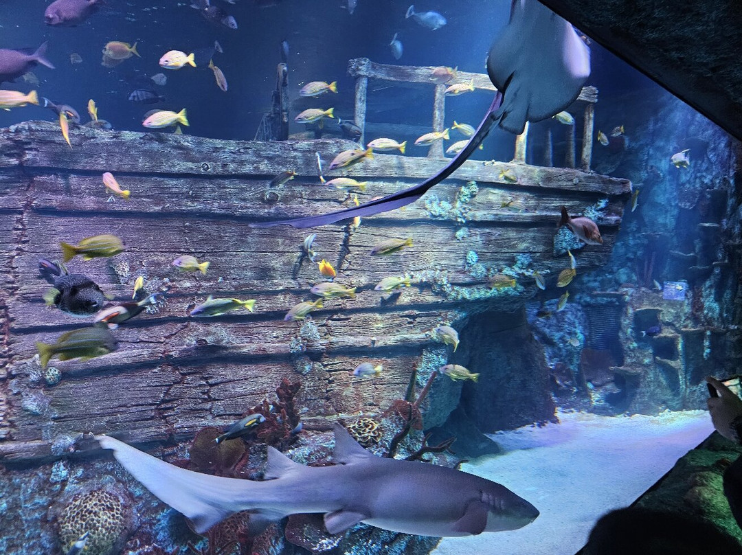 Legoland Sea Life景点图片