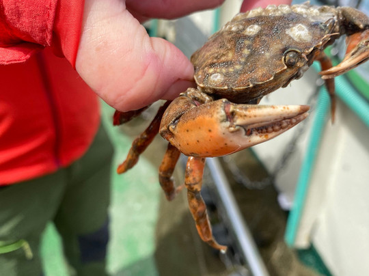 Krabbenfischen mit der MK Moewe-Bensersiel必去景点