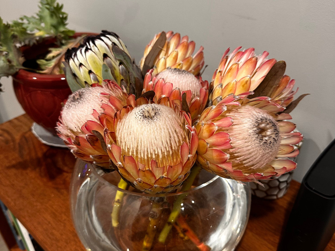 Yelverton Protea Farm景点图片