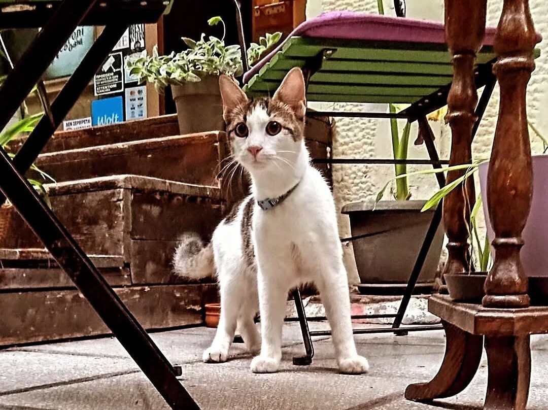 She-塞萨洛尼基必去景点