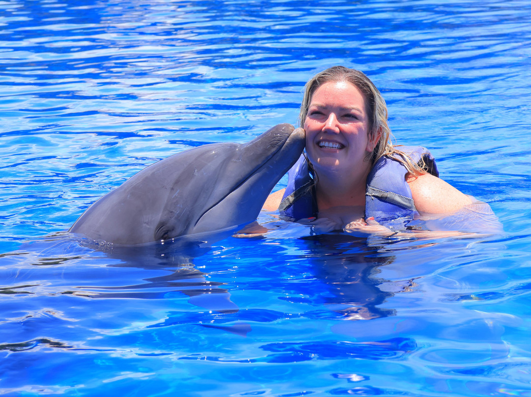 Vallarta Adventures Dolphin Center