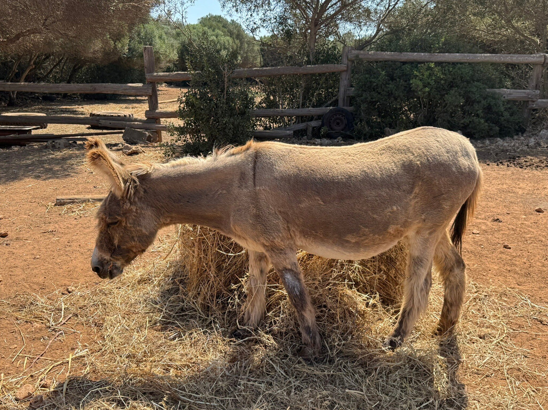 Trebaluger Equine Rescue Centre