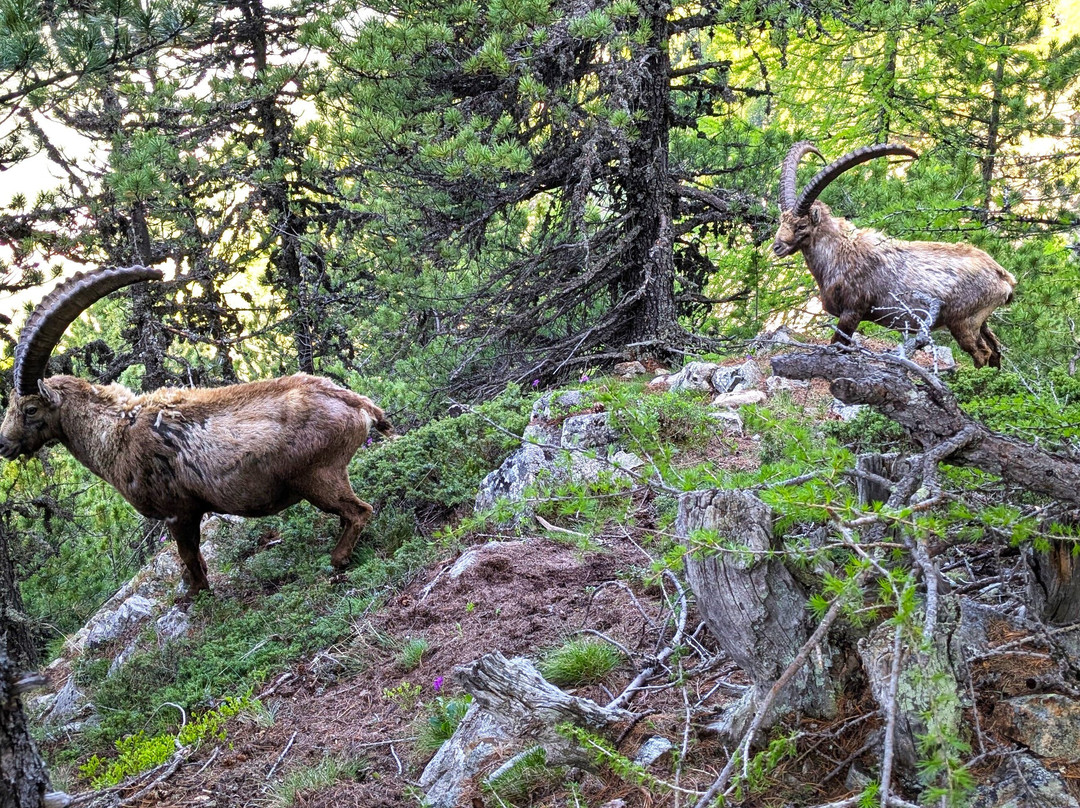 Höhenweg Muottas Muragl . Alp Languard-Pontresina必去景点